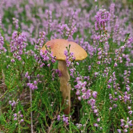 Przystan 46 Kopalino